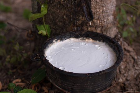 关闭了从天然橡胶树, 橡胶树的乳胶照片
