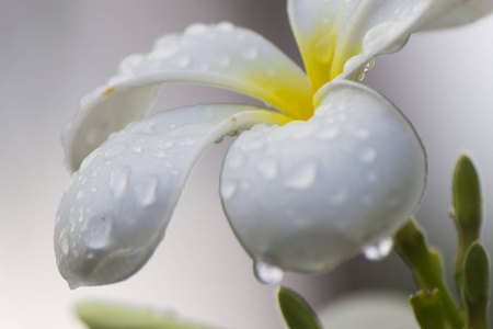 雨后的花朵图片