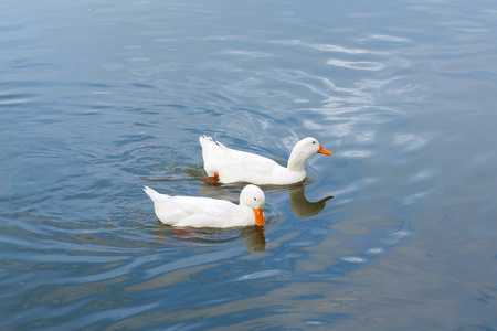 两只鸭子在水中游泳