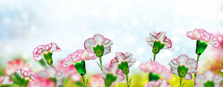 绚丽多彩的香石竹花。花卉背景