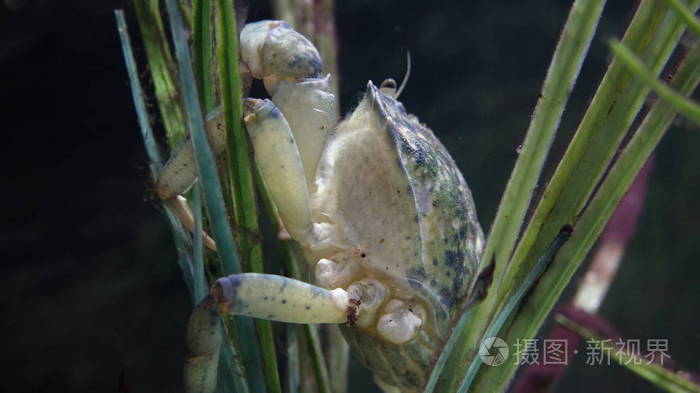 螃蟹海生物海洋生物