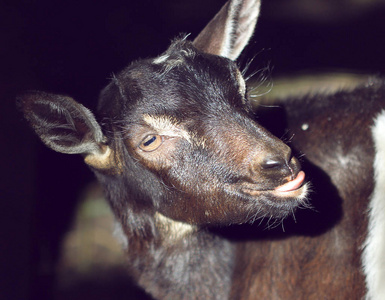 棕色小山羊小山羊露出舌头照片