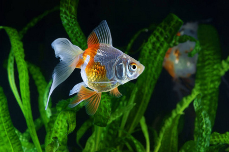 金鱼 水族馆 水生植物的背景上的一条鱼