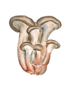 组的牡蛎蘑菇