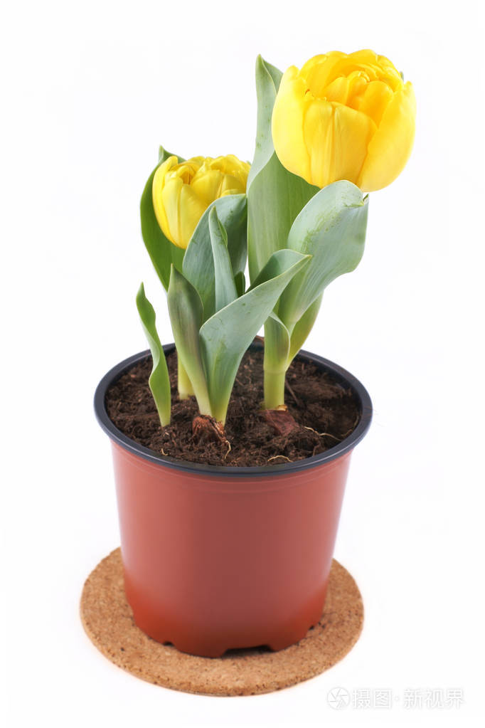 郁金香在花盆里