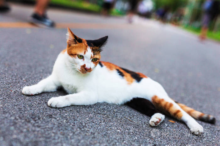 和平三色猫休息在公园路