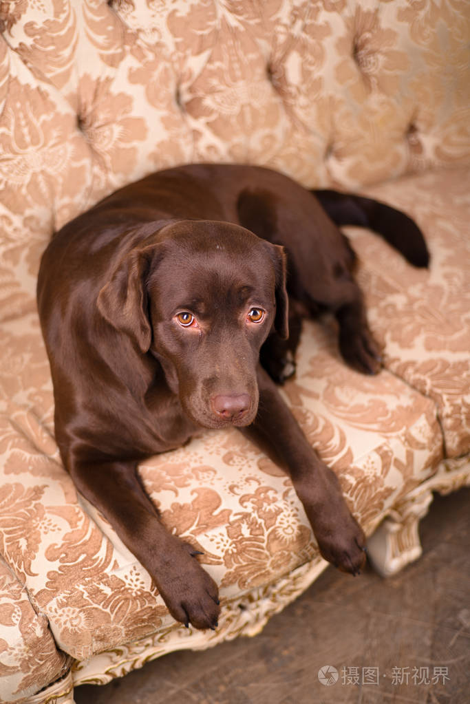 躺在豪华的老式沙发上的棕色拉布拉多犬