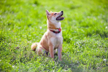 年轻 shiba inu 坐在公园里