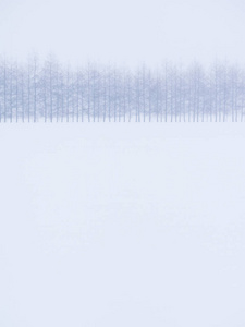 防风林的冬天图片