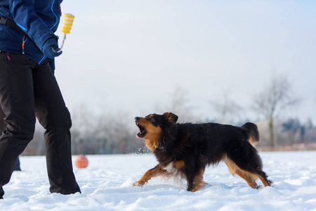 女人和一只狗在雪地里玩