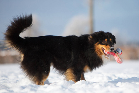狗用鼻子在雪地里的玩具
