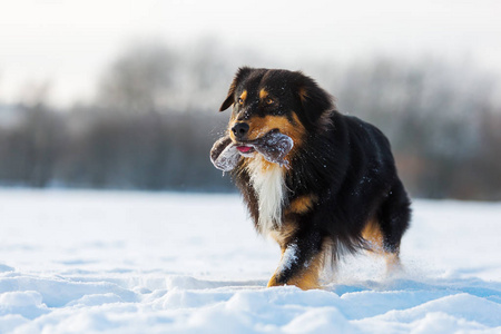 狗在雪鼻治疗袋