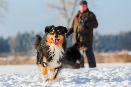 澳大利亚牧羊犬狗跑在雪中图片