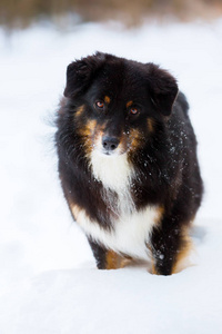 澳大利亚牧羊犬在雪中的肖像