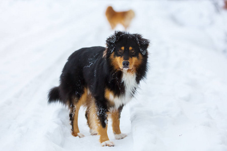 澳大利亚牧羊犬在雪中的肖像