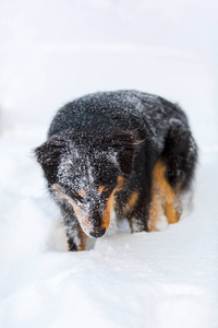 澳大利亚牧羊犬在雪中的肖像