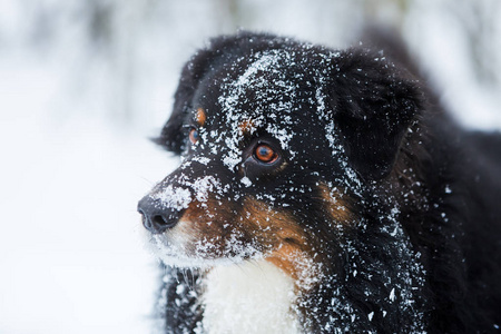 澳大利亚牧羊犬在雪中的肖像