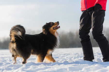 女人和一只狗在雪地里玩