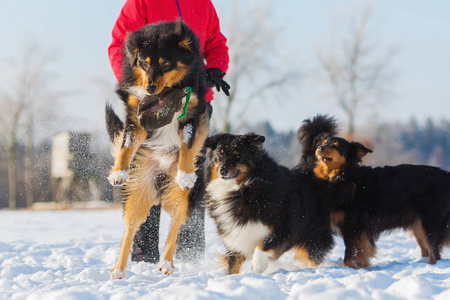 女人玩雪的澳大利亚牧羊犬