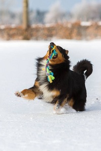 狗用鼻子在雪地里的玩具