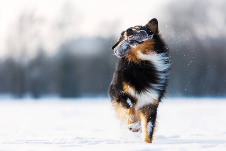 狗在雪鼻治疗袋