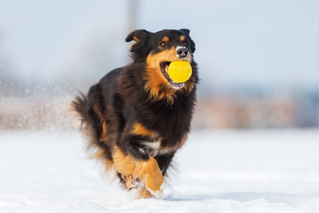吻在雪地里拿着球的狗