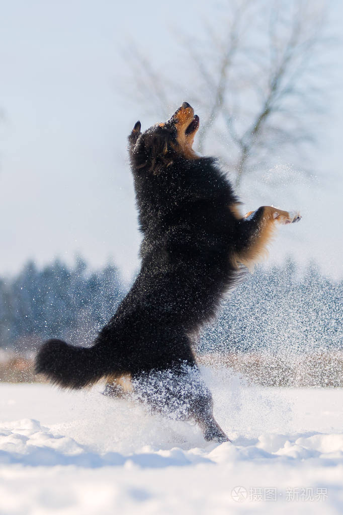 狗跳在雪中