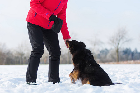 女人给狗喂的雪