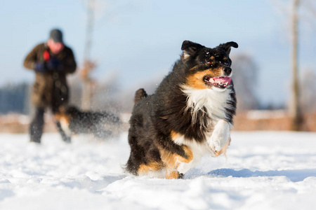 澳大利亚牧羊犬狗跑在雪中