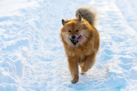 Elo 狗跑在雪中