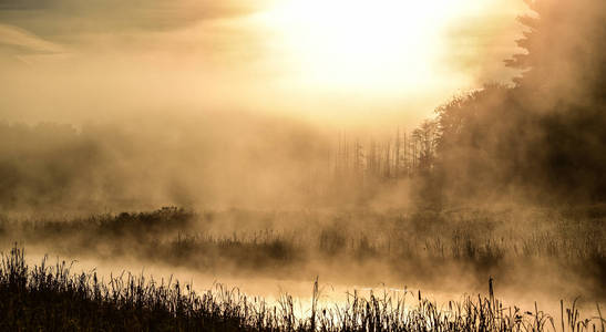 沼泽上灿烂的日出。雾蒙蒙的薄雾夏日早晨在一个小湖的狭窄的尽头