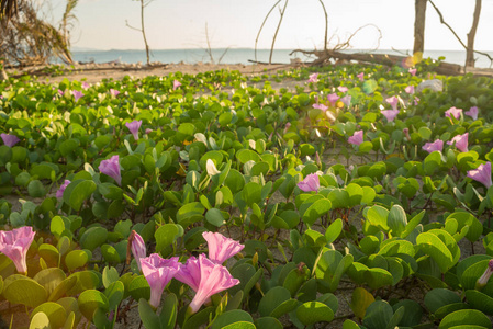 海岸上绽放的海无花果花