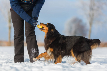 狗在雪地里的女人