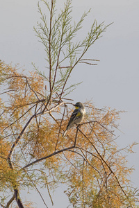 在加州沙漠的萨尔廷海, 树上的鸟栖息着