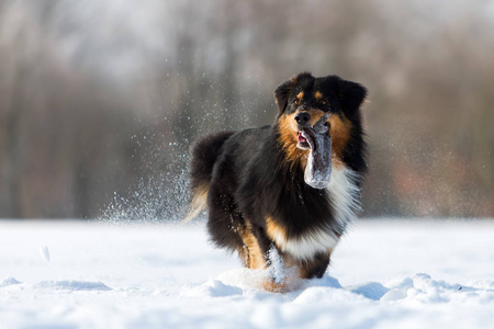 狗在雪鼻治疗袋