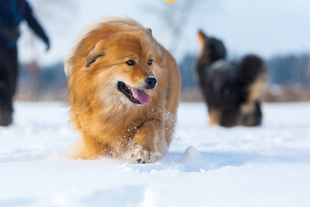 与其他人在雪地里的狗