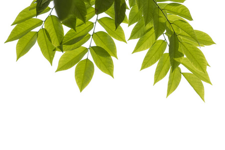 绿色的树叶白色背景照片
