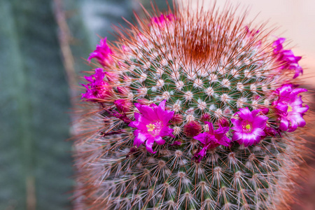 Mammillaria 仙人掌花