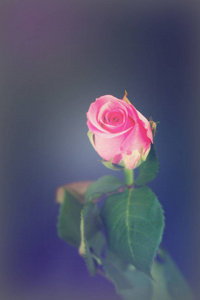 精致美丽的玫瑰，在一个朴素的背景
