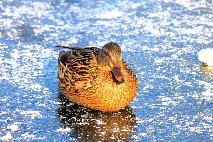 在冰冻的湖面上的肥鸭sittiing