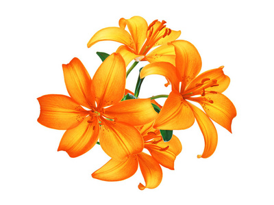 百合鲜花隔离美丽的橙色百合鲜花上白色隔离照片