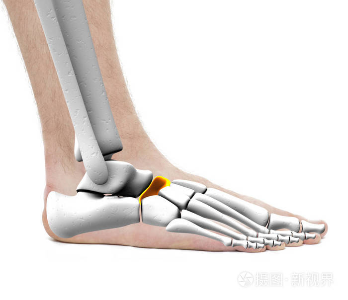 腕舟状骨 解剖男性 工作室照片上白色孤立照片 正版商用图片0x7klr 摄图新视界 腕舟状骨 解剖男性 工作室照片上白色孤立照片 正版商用图片0x7klr 摄图新视界