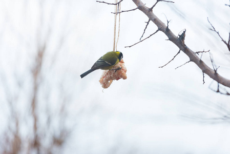 在冬天喂鸟在树上