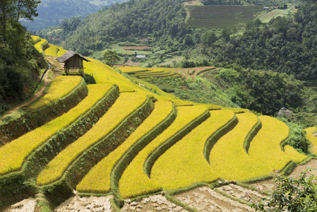 水稻梯田广泛应用于水稻 小麦 大麦在东 南 和东南亚地区农业照片