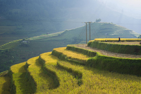 水稻梯田广泛应用于水稻, 小麦, 大麦在东, 南, 和东南亚地区农业亚洲