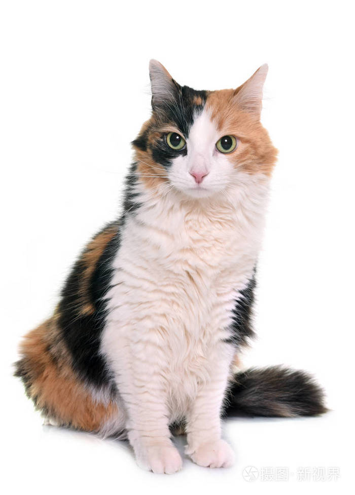 在工作室的三色猫