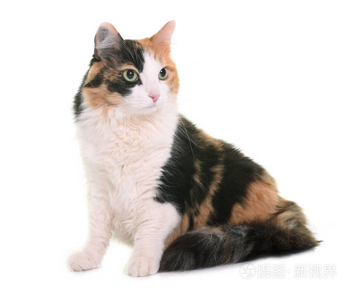 在工作室的三色猫