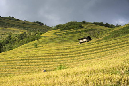 水稻梯田广泛应用于水稻, 小麦, 大麦在东, 南, 和东南亚地区农业照片