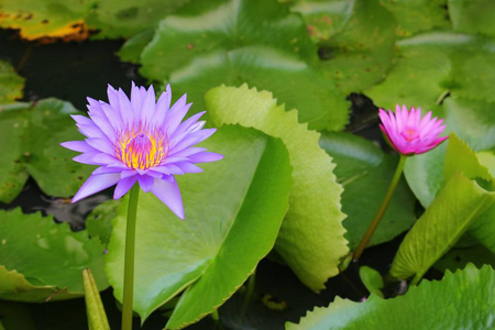 莲花百合紫色在水上