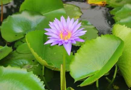 莲花百合紫色在水上